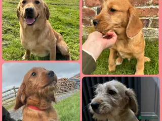 Labradoodle dogs Stunning F1 Labradoodle Puppies KC Parents - Advert 5