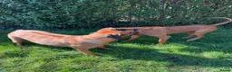 Rhodesian Ridgeback dogs for sale: KC Registered, only 2 left. - Advert 22