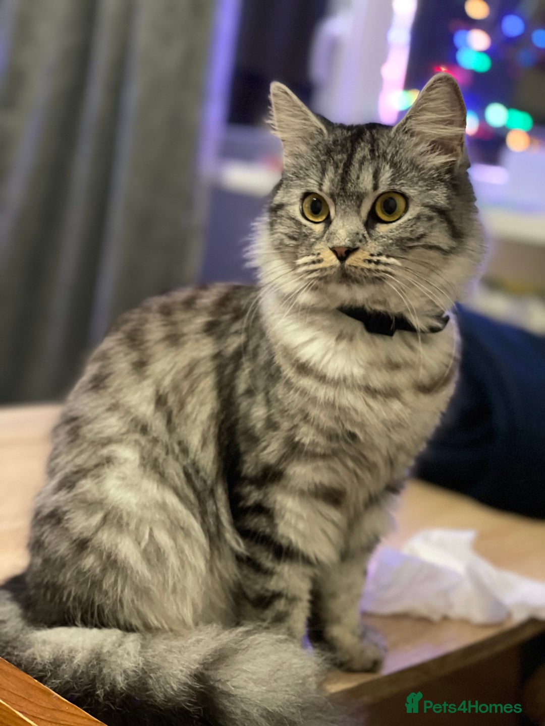 Mixed Breed cats for sale: Kittens - Image 8