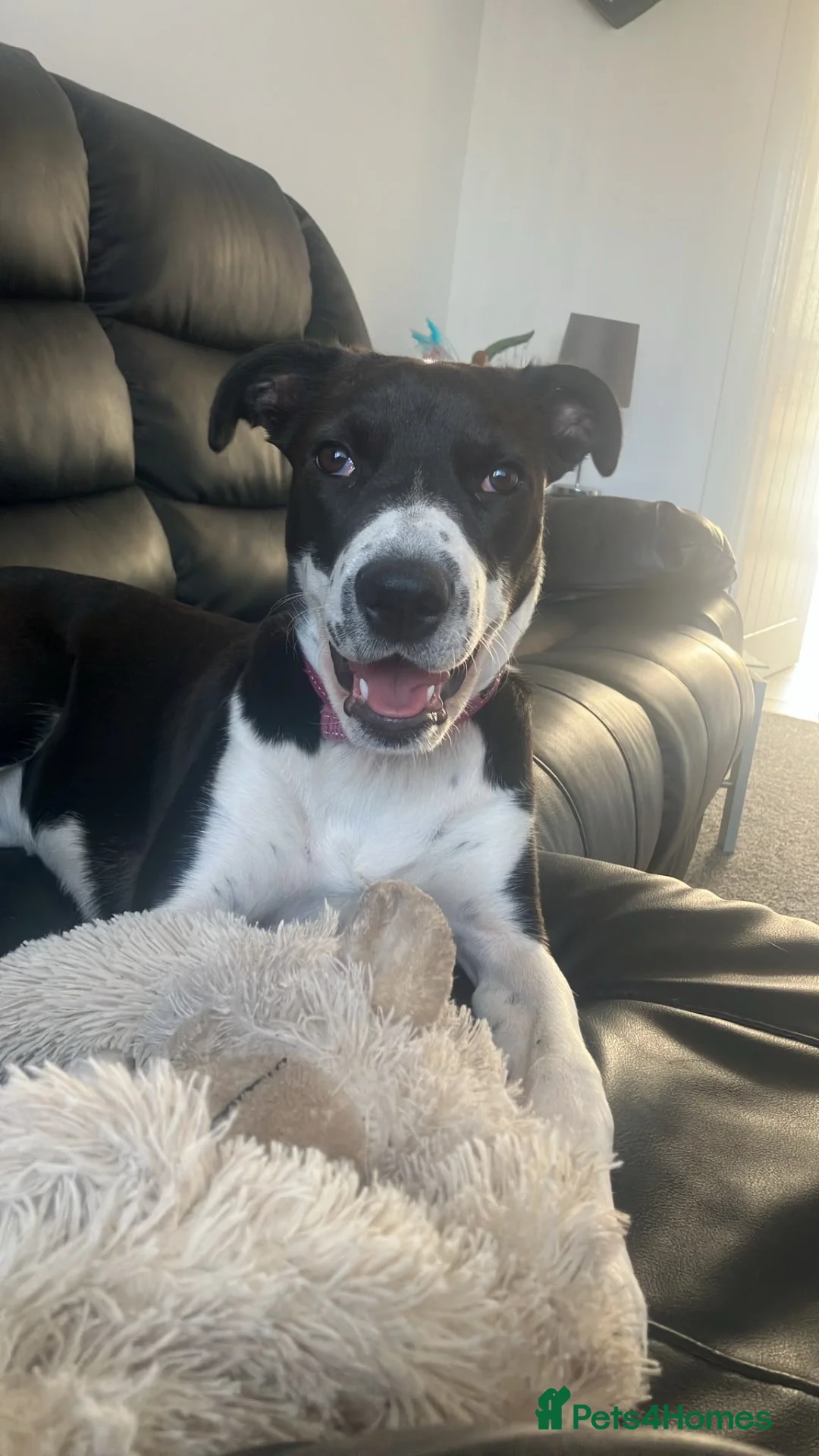Mixed Breed dogs for sale: Nova  - Advert 1
