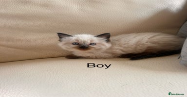 Ragdoll cats - Advert 13