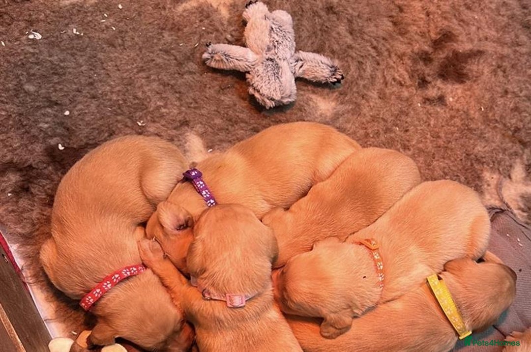Labrador Retriever dogs for sale: Labrador Puppies Looking for Their Forever Homes!  - Image 12