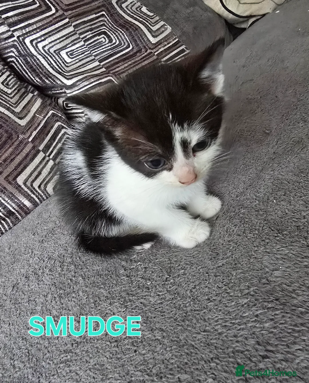 Mixed Breed cats for sale: 3 Beautiful Black & White kittens - Advert 11
