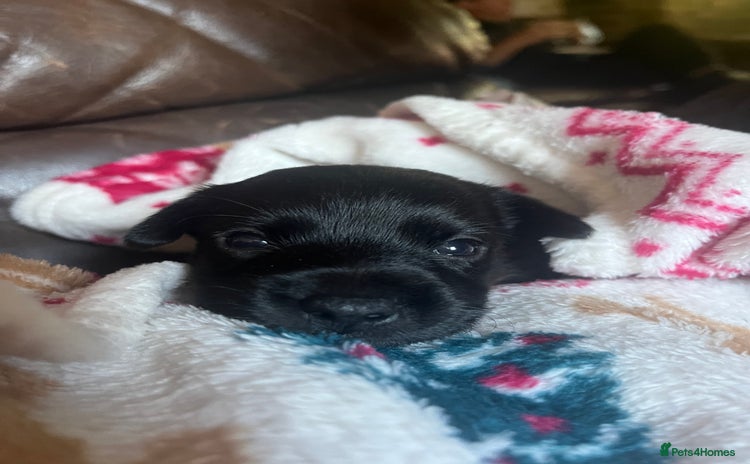 Patterjack dogs - Advert 16