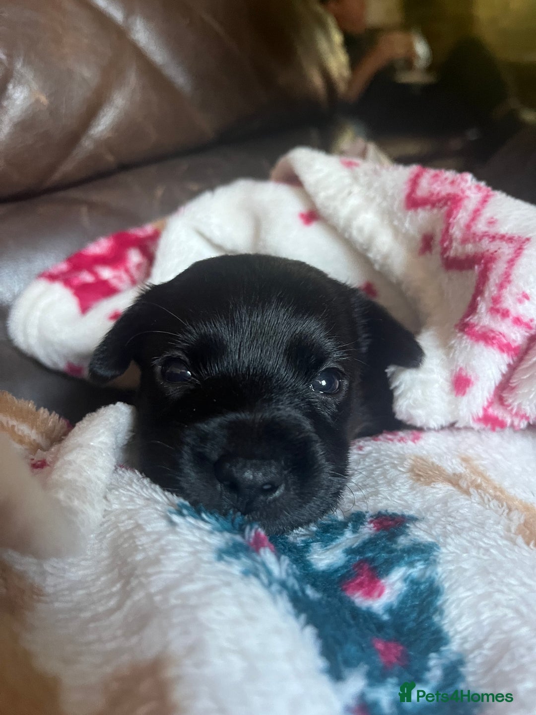 Patterjack dogs for sale: Patterjack Puppy  - Image 1