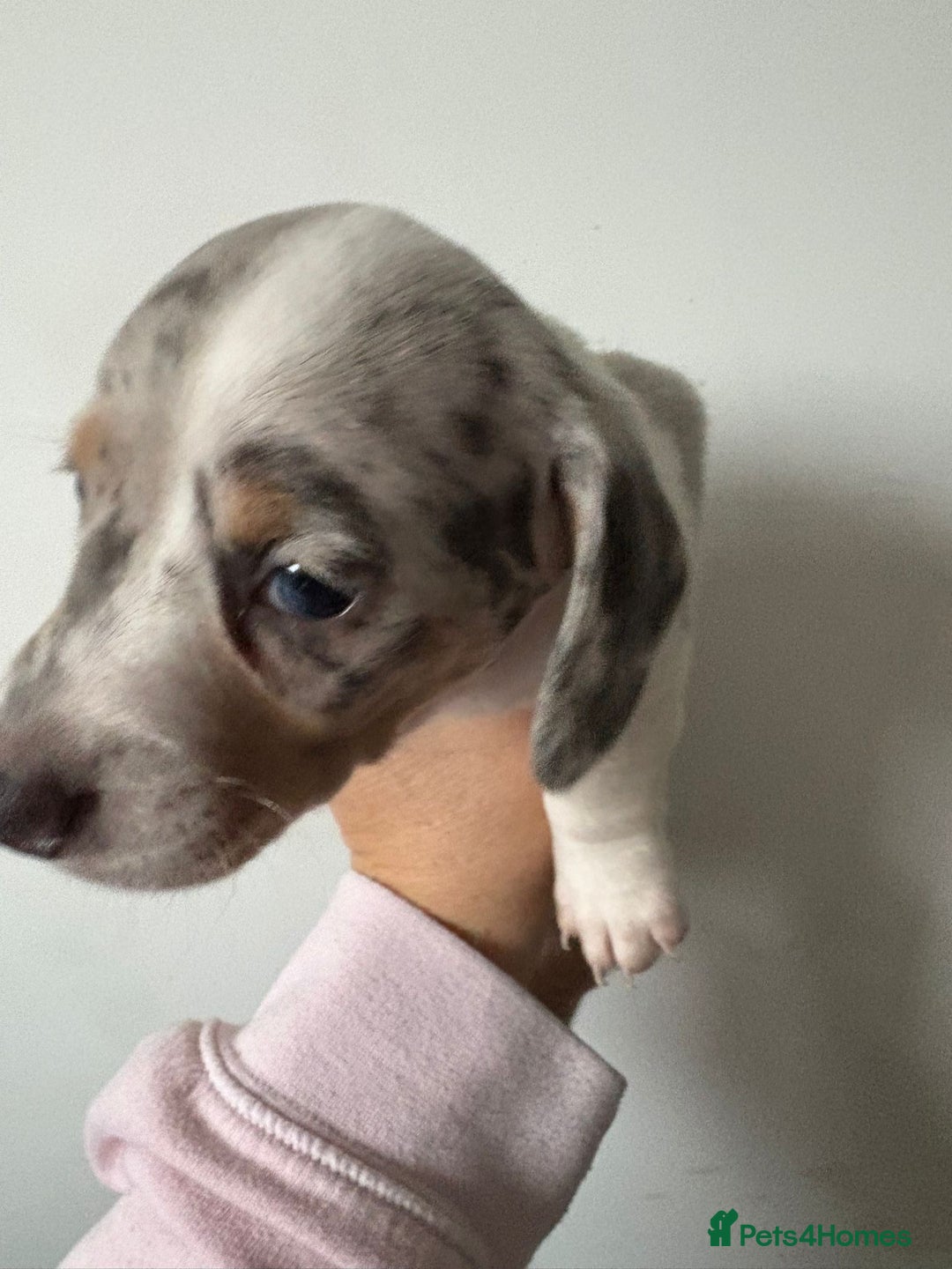 Miniature Dachshund dogs for sale: Beautiful Miniature dachshund pups  - Advert 4