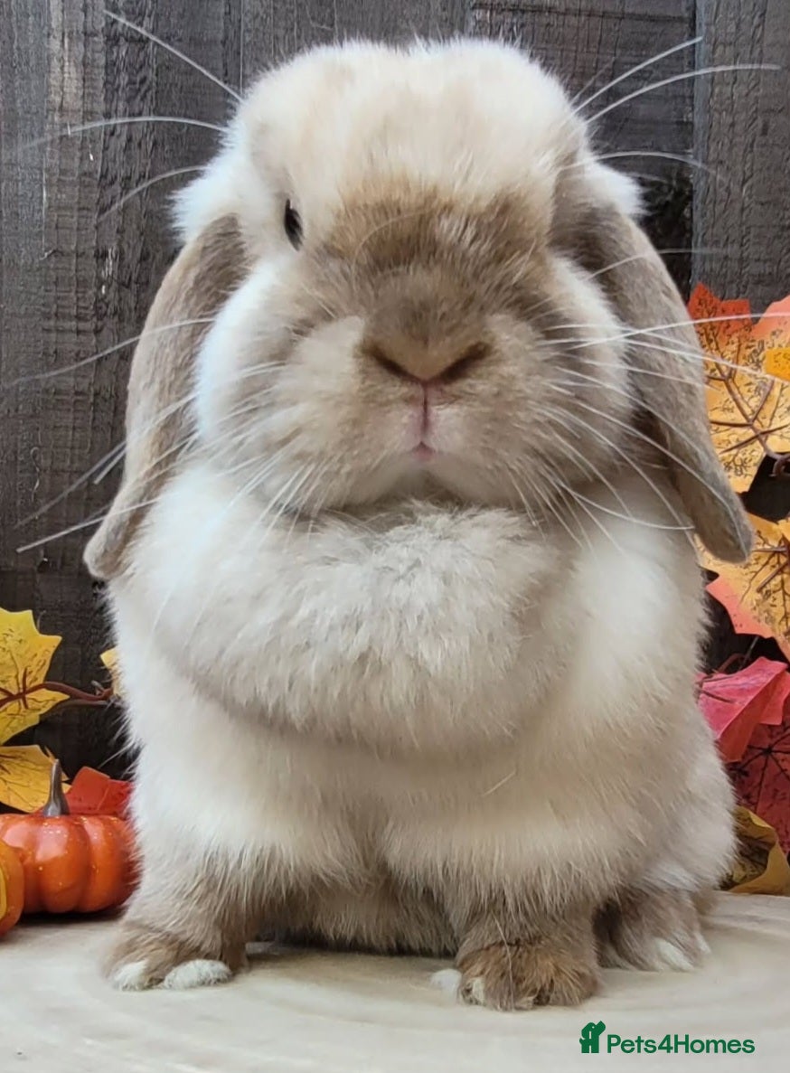 Mini Lop rabbits Beautiful Purebred Mini Lop Bunnies - Advert 6