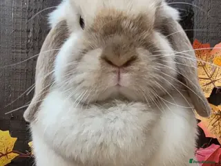 Mini Lop rabbits Beautiful Purebred Mini Lop Bunnies - Advert 6