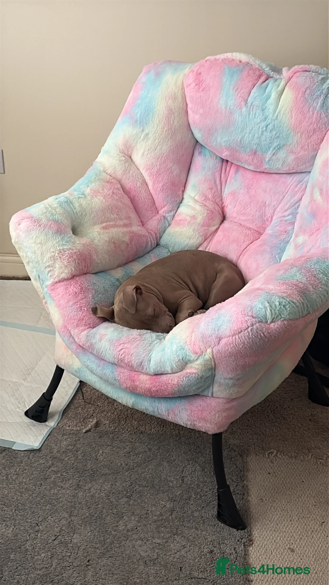 American Bull Staffy dogs for sale: 3.5 months blue staffy  in Folkestone - Advert 11