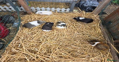 Guinea Pig rodents - Advert 5