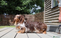 Miniature Dachshund dogs for sale: Chocolate Dapple with Blue Eyes  - Image 2