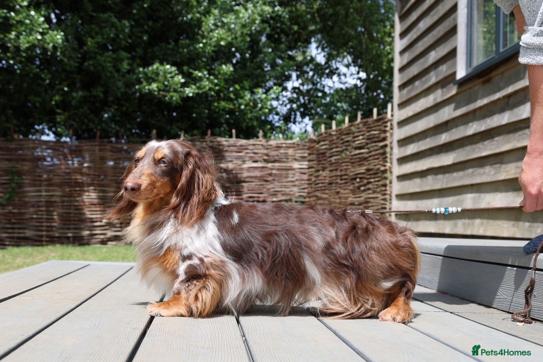 Miniature Dachshund dogs for sale: Chocolate Dapple with Blue Eyes  - Image 2