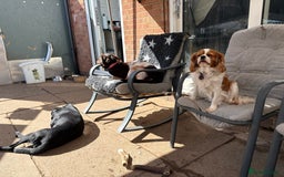 Cavalier King Charles Spaniel dogs for sale: 2 Female King Charles Cavaliers   - Advert 11