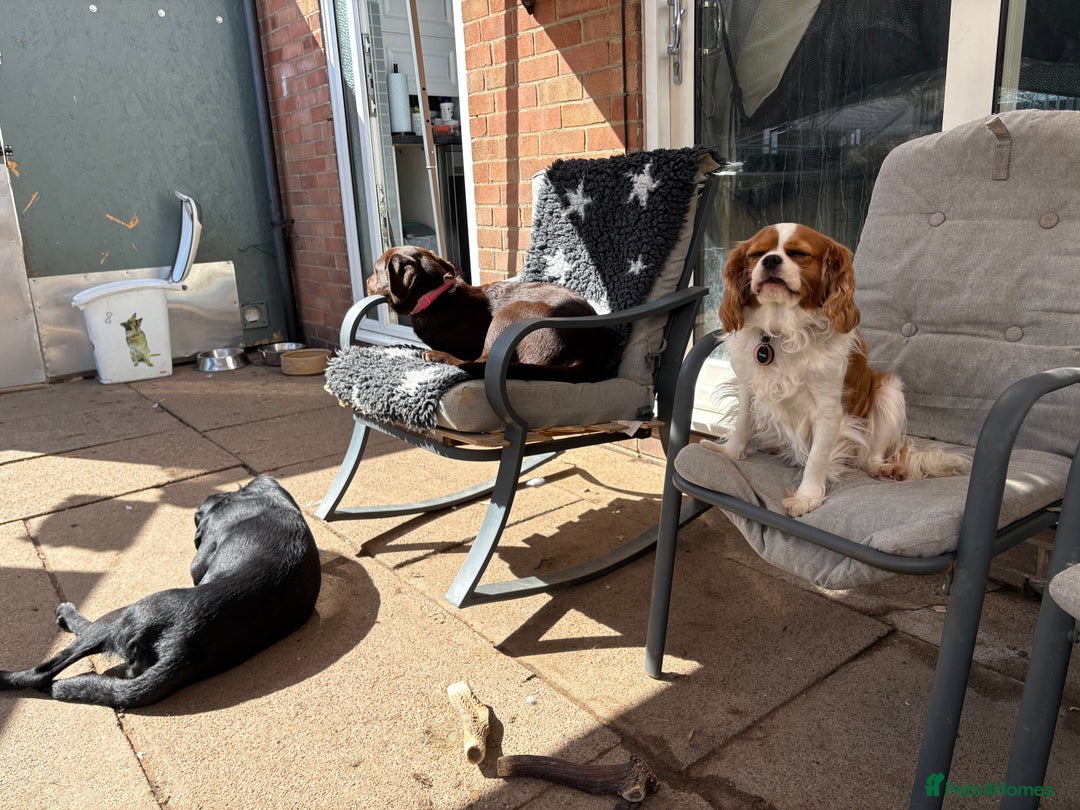 Cavalier King Charles Spaniel dogs for sale: 2 Female King Charles Cavaliers   - Advert 11