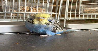 Budgerigars birds - Advert 6