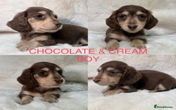 Miniature Dachshund dogs for sale:  KC REGISTERED MINIATURE LONGHAIRED DACHSHUND  - Image 5
