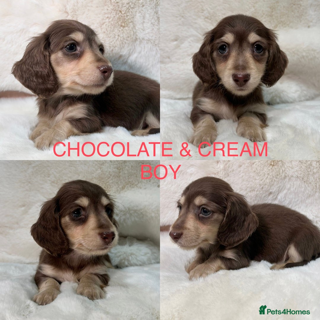 Miniature Dachshund dogs for sale:  KC REGISTERED MINIATURE LONGHAIRED DACHSHUND  - Image 5