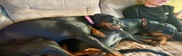 Dobermann dogs for sale: Beautiful Female Adult Doberman  in Lincoln - Advert 2