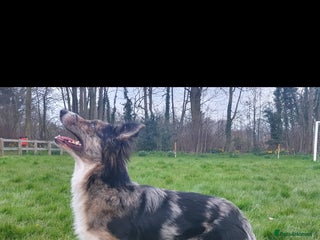 Border Collie dogs in Fakenham - Advert 8