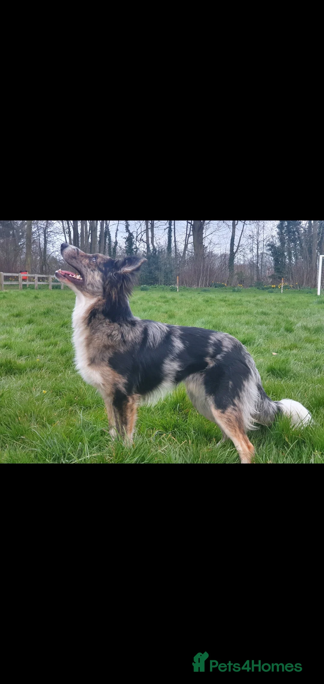 Border Collie dogs for stud: Proven pure bred tri coloured merle collie stud in Fakenham - Advert 2
