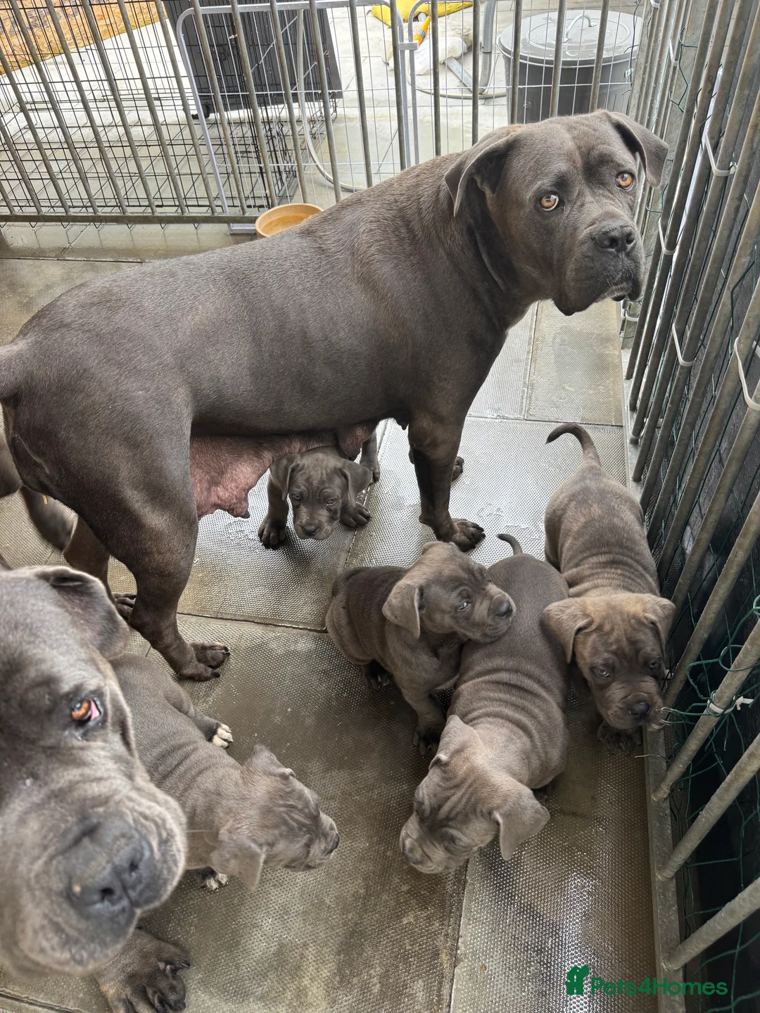 Cane Corso dogs for sale: CANE CORSO PUPPIES CHAMPION BLOODLINE PEDIGREE  - Advert 2