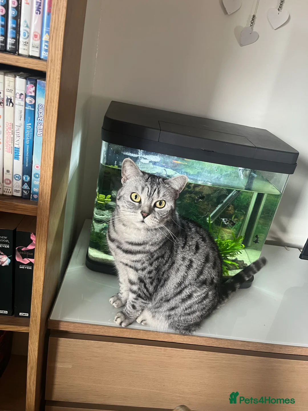 British Shorthair cats for sale: 3 British short hair cats  - Advert 3