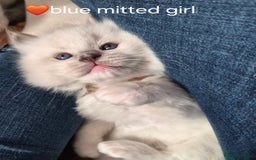 Ragdoll cats for sale: 5 GCCF Pedigree Ragdoll kittens for sale - Image 14