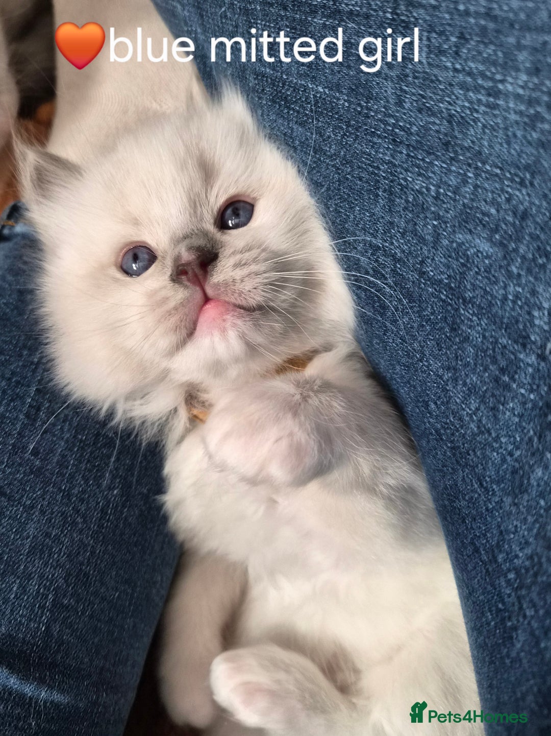 Ragdoll cats for sale: 5 GCCF Pedigree Ragdoll kittens for sale - Image 14