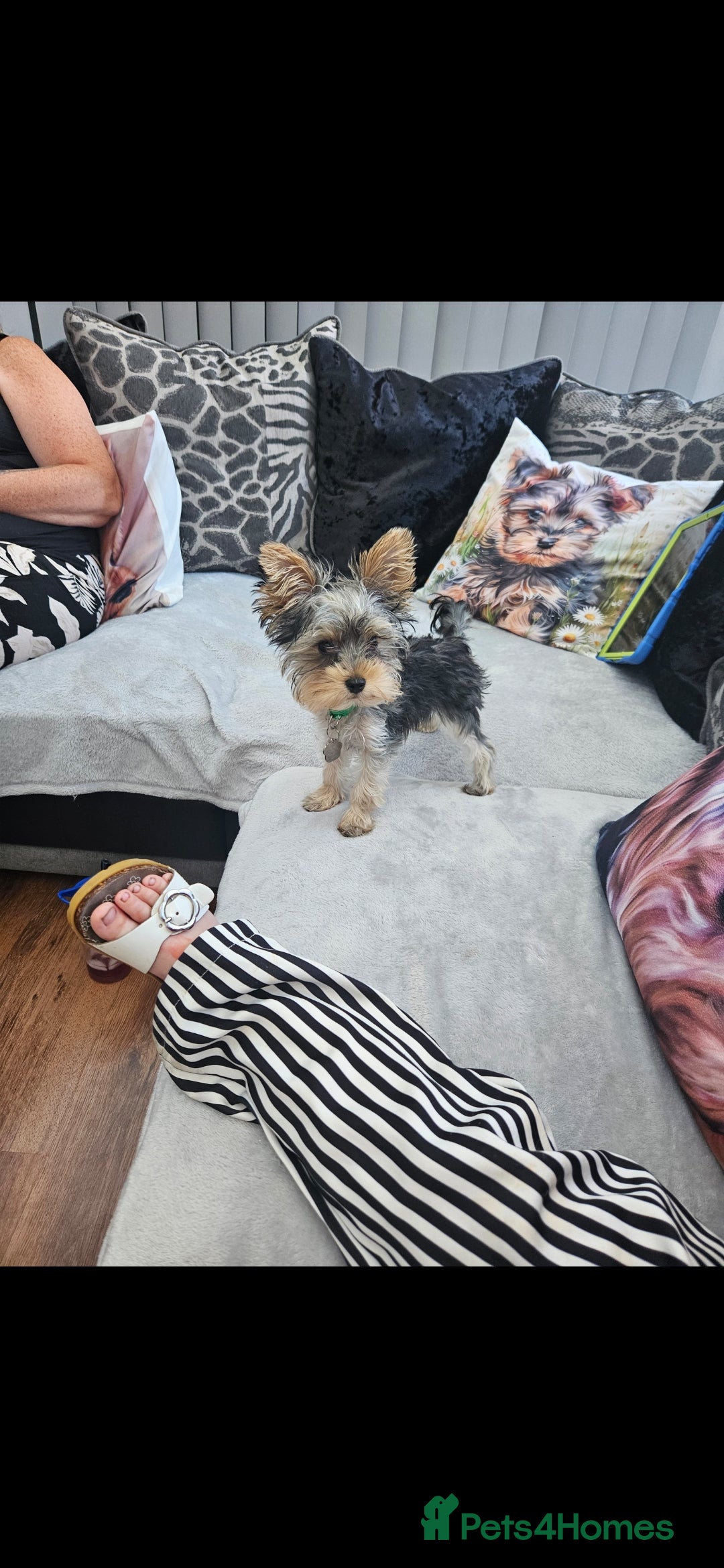 Yorkshire Terrier dogs for sale: Rehoming my boy bertie  - Image 4