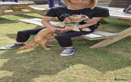 Cocker Spaniel dogs for adoption: Bob needs a loving home  - Advert 3