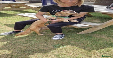 Cocker Spaniel dogs Bob needs a loving home  - Advert 9