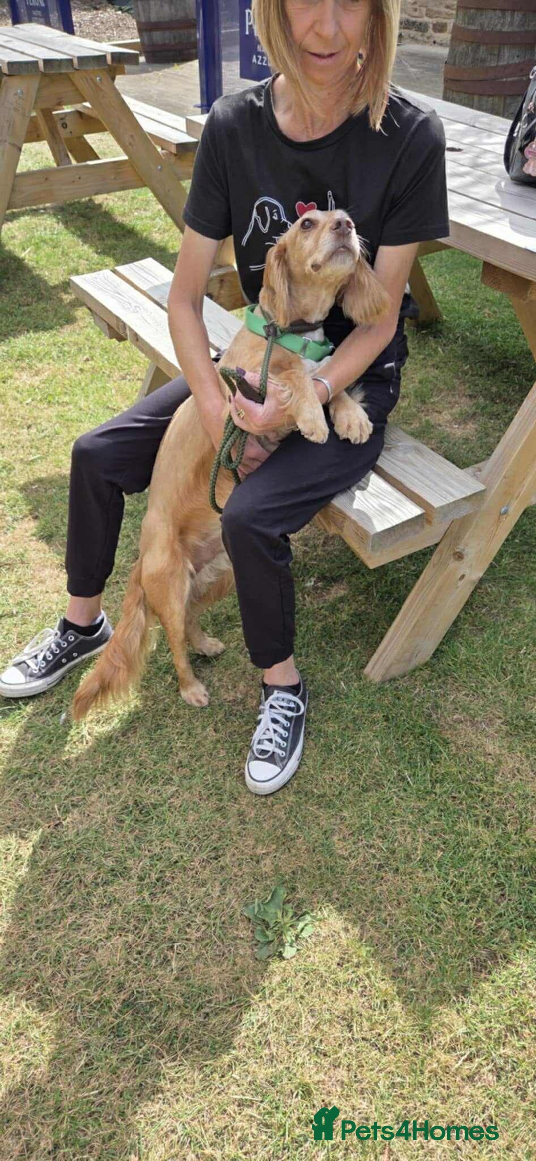 Cocker Spaniel dogs for adoption: Bob needs a loving home  - Advert 3