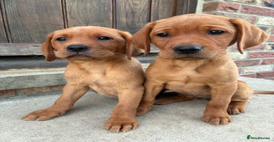 Labrador Retriever dogs - Advert 14