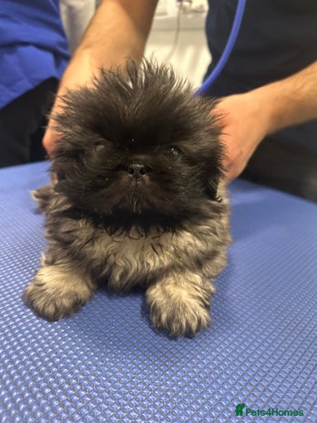 Pekingese dogs - Advert 1