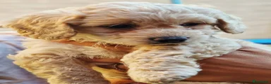 Bichon Frise 2