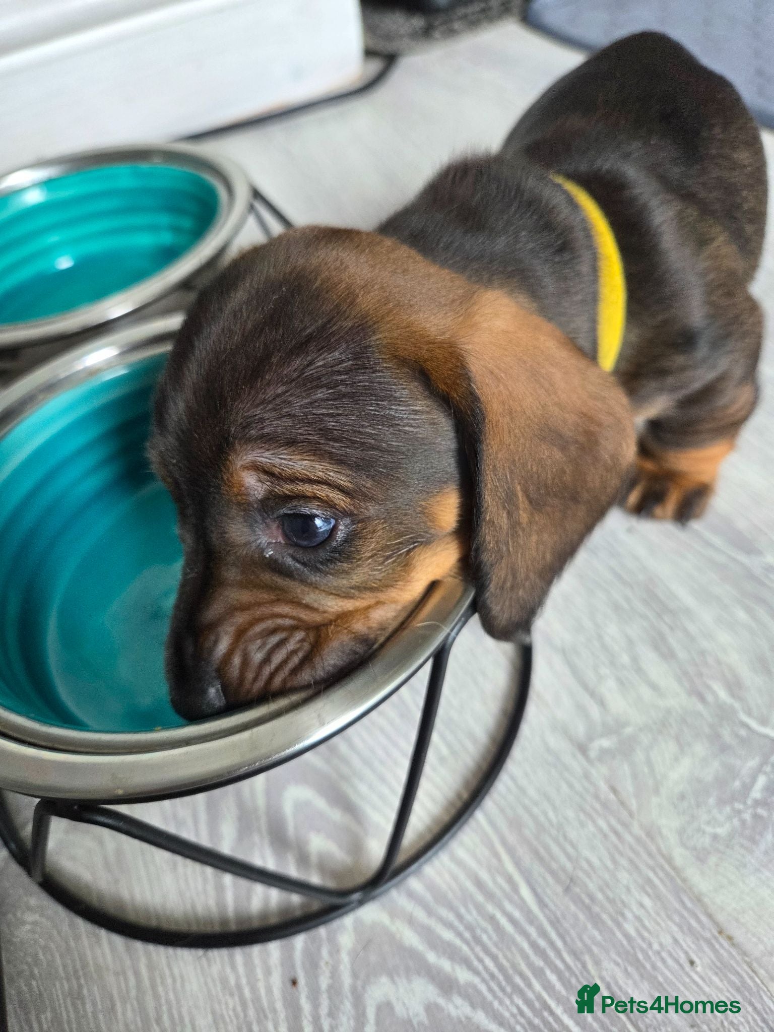 Dachshund dogs Fully vaccinated Ready for walks - Advert 2