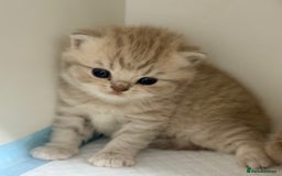 British Shorthair cats for sale: PEDIGREE REGISTERED CHUNKY BRITISH SHORTHAIRS  - Image 27