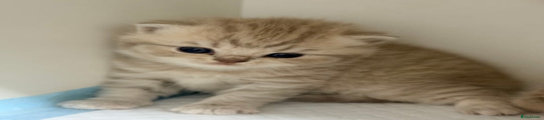 British Shorthair lilac mackerel female 
