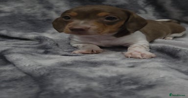 Miniature Dachshund dogs - Advert 10