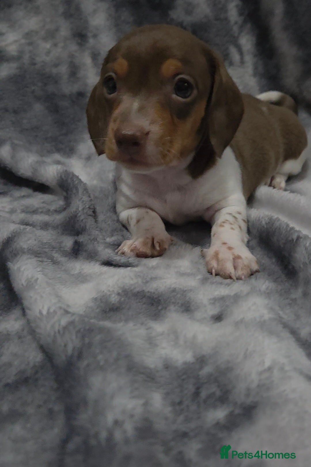 Miniature Dachshund dogs for sale: Miniature dachshund puppies KC Reg 1 boy left - Image 3