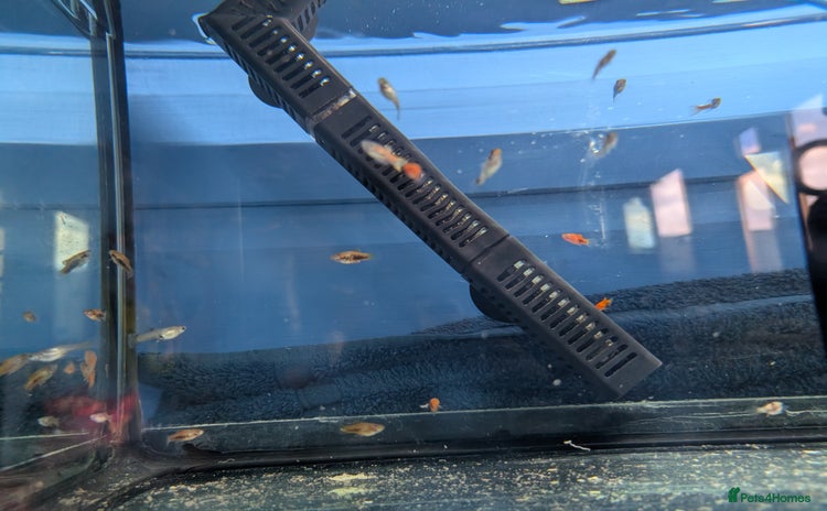 Live Bearers fish - Advert 1
