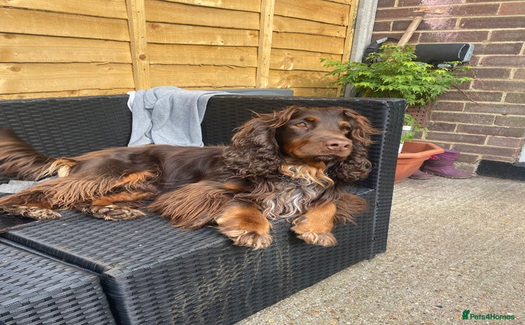 Sprocker dogs - Advert 1