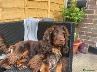 Sprocker dogs PROVEN SPROCKER SPANIEL - Advert 7