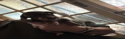Miniature Dachshund dogs for sale: Mini Daschunds for Sale - Advert 6
