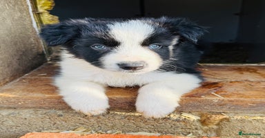 Border Collie dogs - Advert 1