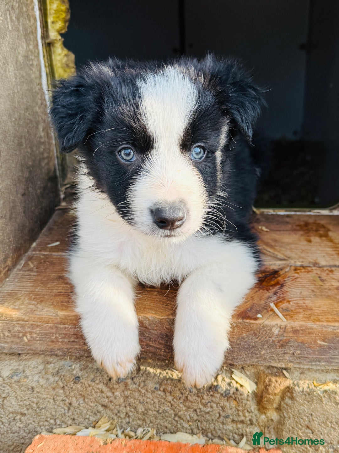 Border Collie dogs for sale: Gorgeous KC reg border collie pups  - Image 22