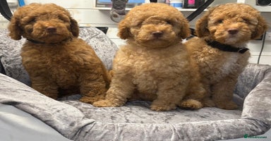 Miniature Poodle dogs - Advert 1