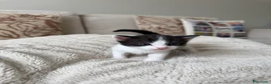 B/W with no nose markings 