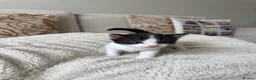 Mixed Breed cats for sale: 5 beautiful black and white kittens  - Advert 3