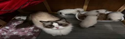 Ragdoll cats for sale: (Upd pics) GCCF registered kittens - Advert 12
